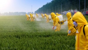 pesticidai